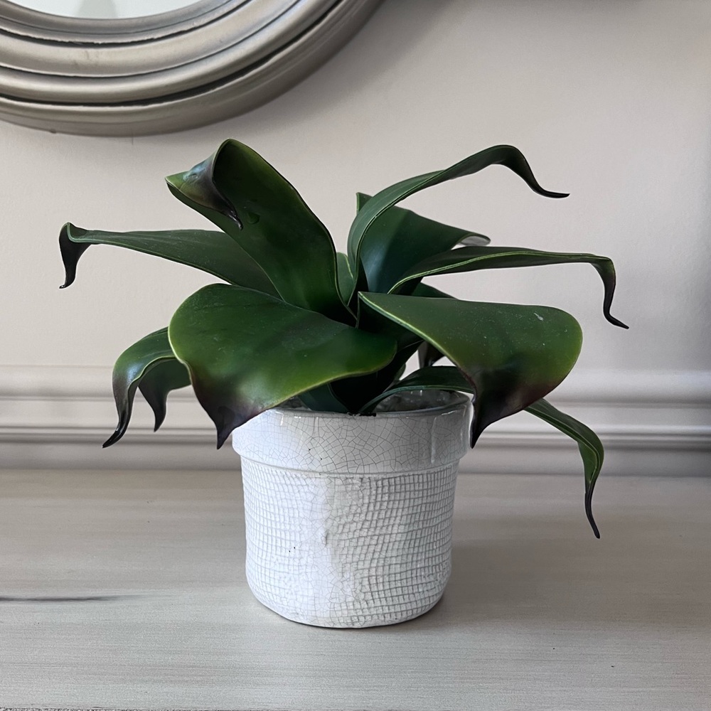Plant Decoration